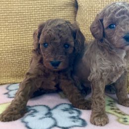 Cavapoo Puppies from Jorden’s Cavapoo’s