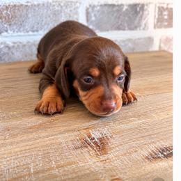 Girl 1 ckc - Chocolate and tan female Dachshund puppy in Nacogdoches, Texas from S7 Dachsunds