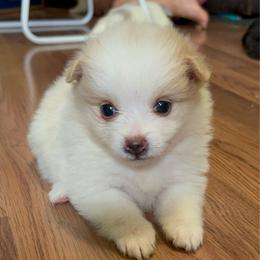 Mercedes - Cream parti female Pomeranian puppy in Clinton, Tennessee from Liza’s Aussies & Poms