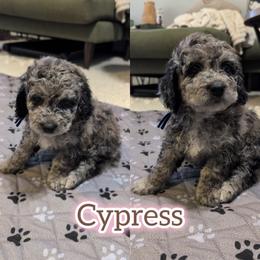 Cypress - Merle male Saint Berdoodle puppy in Garland, Texas from Brewer's Doodles and French Bulldogs