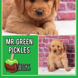 Pickles - Dark golden male Golden Retriever puppy in Driggs, Idaho from SK Golden Retrievers