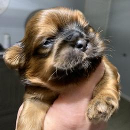 Shih Tzu Puppies from Mosley Kennel Shih Tzu