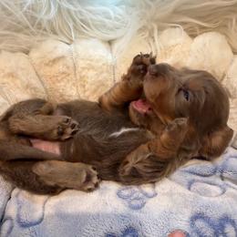 Akc Pegasus - Fawn (isabella) and tan female Dachshund puppy in Erie, Michigan from Champagne’s Grinch Toe’d Dachshunds