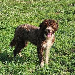 Hudson - Portuguese Water Dog
