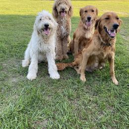 Goldendoodle puppies from North Star Dog Training