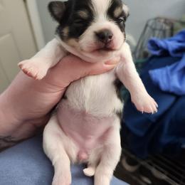 Stella - Black and white female Chihuahua puppy in Ashtabula, Ohio from Paw's & Awe's Chihuahuas
