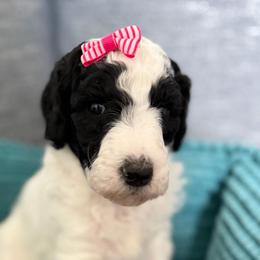 Cowgirl (Blk-Wh Parti) - Parti female Goldendoodle puppy in Toledo, Ohio from Avery Doodle Day LLC