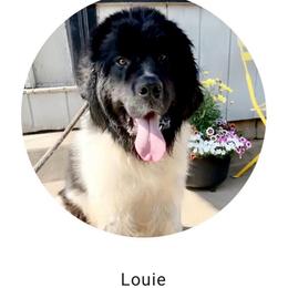 Louie - Newfoundland