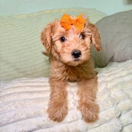 F1B Goldendoodle Sandy - Red  female Goldendoodle puppy in Redding, California from Casa Delarosa Collective Poodles & Doodles