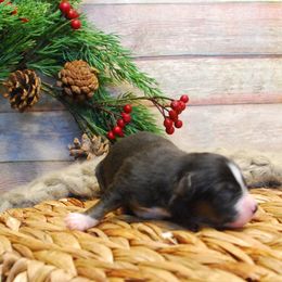 Chloe - Black tri female Miniature American Shepherd puppy in Springfield, Missouri from 3 Barrels Farms, LLC