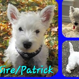 West Highland White Terriers from Love a Westie