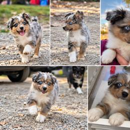 Cedric - Blue merle male Australian Shepherd puppy in Evart, Michigan from Torry's Full Draw Aussie’s