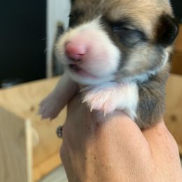 Girl 4 - Pembroke Welsh Corgi puppy in Cumming, Georgia from Carter’s Corgis LLC