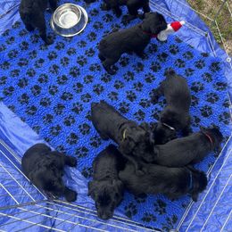 Giant Schnauzer Puppies from Giant Strides Giants