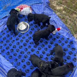 Giant Schnauzer Puppies from Giant Strides Giants