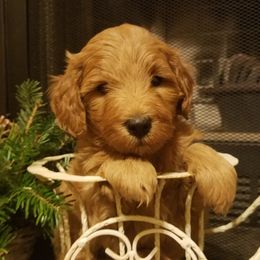 Goldendoodle Puppies from East Coast Goldendoodles
