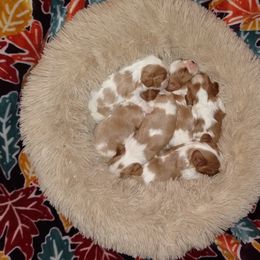 "Our current litter of Blenheim Beauties" Cavalier King Charles Spaniel Puppies from The House of Wiggle Waggle