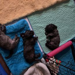 Glen of Imaal Terrier Puppies from Jake's Kennels