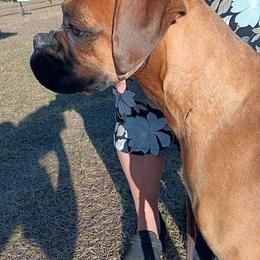 Boxer puppies from Like The Wind Boxers
