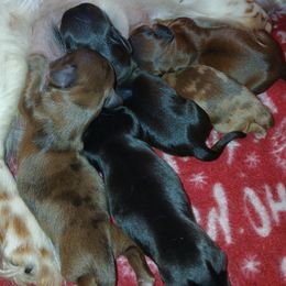 Dachshund puppies from Low Ryder Mini Dachshunds