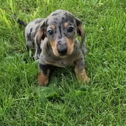 Freckles - Dapple male Dachshund puppy in Atwater, Ohio from Ivy Willow Dachshunds