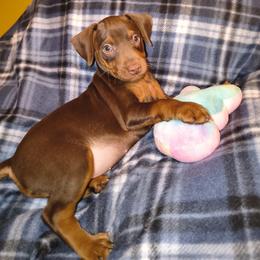 SHADOW  (X-MAS EVE AND DAY PICK UP AVAILABLE) - Chocolate and rust male Miniature Pinscher puppy in Cincinnati, Ohio from ALL AMERICAN K9 LLC