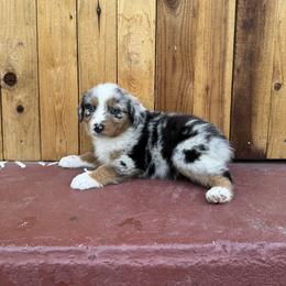 Girl 1 - Blue merle Australian Shepherd puppy in Chino, California from RanchLand Aussies HC