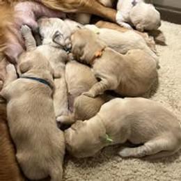 Third Pick Female - Golden female Golden Retriever puppy in Big Lake, Alaska from Birchwood Goldens