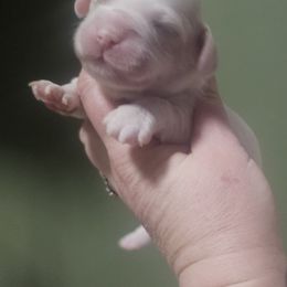 Green Collar Male - Cream male Cockapoo puppy in Mocksville, North Carolina from Hunting Creek Farm & Kennel