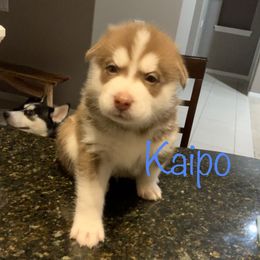 Siberian Husky Puppies from Weber Siberian Huskies