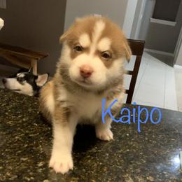 Siberian Husky Puppies from Weber Siberian Huskies