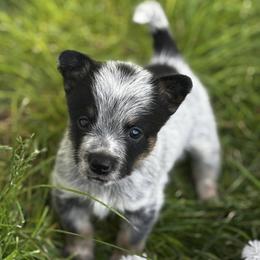 Porthos - Blue mottled male Australian Cattle Dog puppy in Atwood, Kansas from Grit ‘n’ Grace Ranch