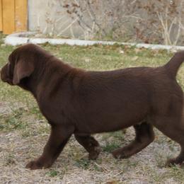 Beagle and Labrador Retriever Puppies from Badland Kennel