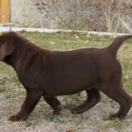 Beagle and Labrador Retriever Puppies from Badland Kennel