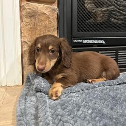 Sawyer - Chocolate and tan male Dachshund puppy in Stilwell, Oklahoma from B & K Dachshunds