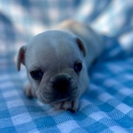 Frank - Cream male French Bulldog puppy in Greenfield, Missouri from Hope Mountain French Bulldogs