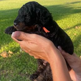 Cove - Phantom male Bernedoodle puppy in Millsap, Texas from Gaston’s Posh Poodles and Doodles