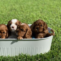 Cavalier King Charles Spaniel Puppies from Brentmoor Cavaliers