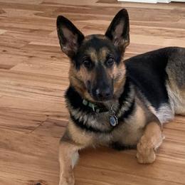 German Shepherds from German Shepherds