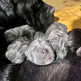 Giovani - Gray male Cane Corso puppy in Las Vegas, Nevada from LV3M Cane Corso