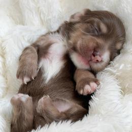 Sally - Chocolate and cream female Dachshund puppy in Perris, California from THE DACH HOUSE ♡
