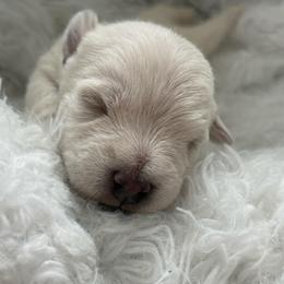 Mr Jingles - White male West Highland White Terrier puppy in North Muskegon, Michigan from Bountiful Westies of West Michigan