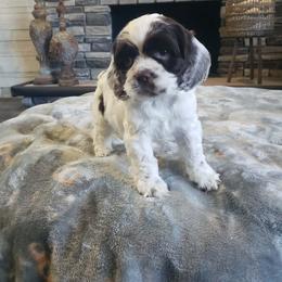 Yellow Girl - Brown and white female Cocker Spaniel puppy in Howell, Michigan from Robbin's Treasures