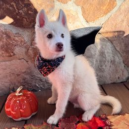 Willie Nelson - Red and white male Pomsky puppy in Venus, Pennsylvania from Hemlock Pines Pomsky