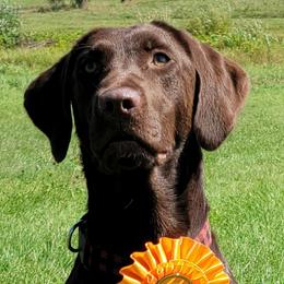 Sage - Labrador Retriever