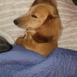 Macey - Dachshund