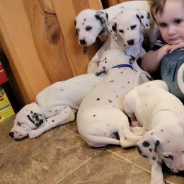 Dalmatian Puppies from Rock Creek Dalmatians