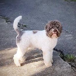 Zendaya - Lagotto Romagnolo