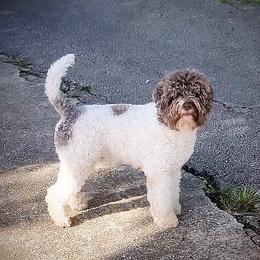 Zendaya - Lagotto Romagnolo