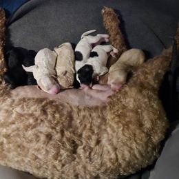 Aussiedoodle, Goldendoodle, and Labradoodle Puppies from Shire Sites & Dams